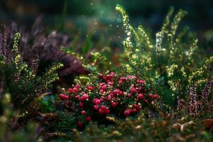 Comment créer un jardin exotique