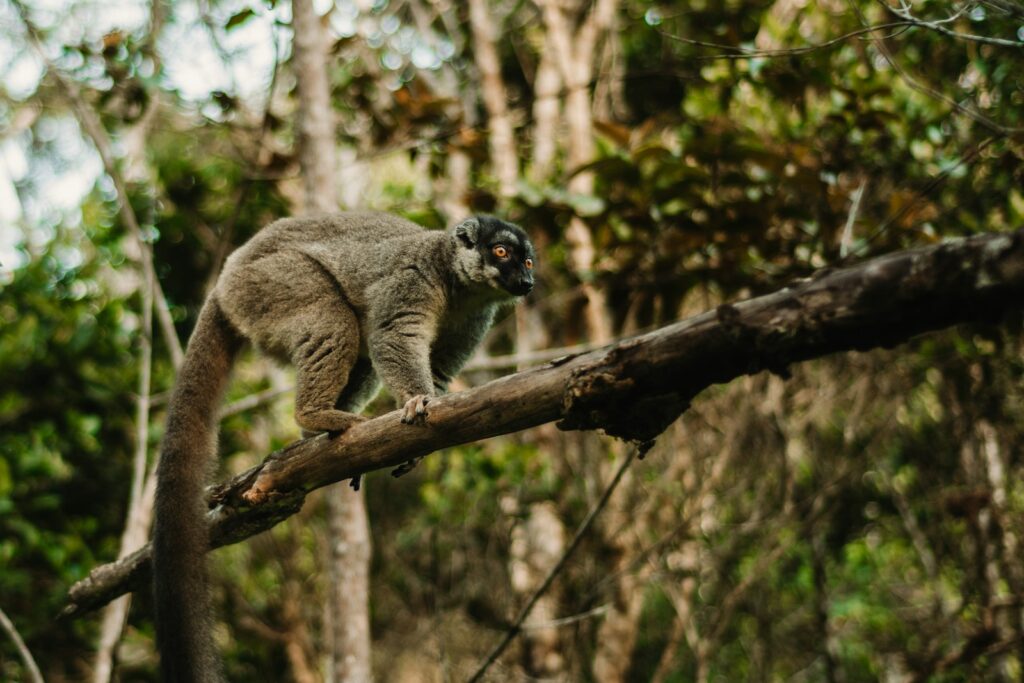 Lémurien sur un arbre à Madagascar