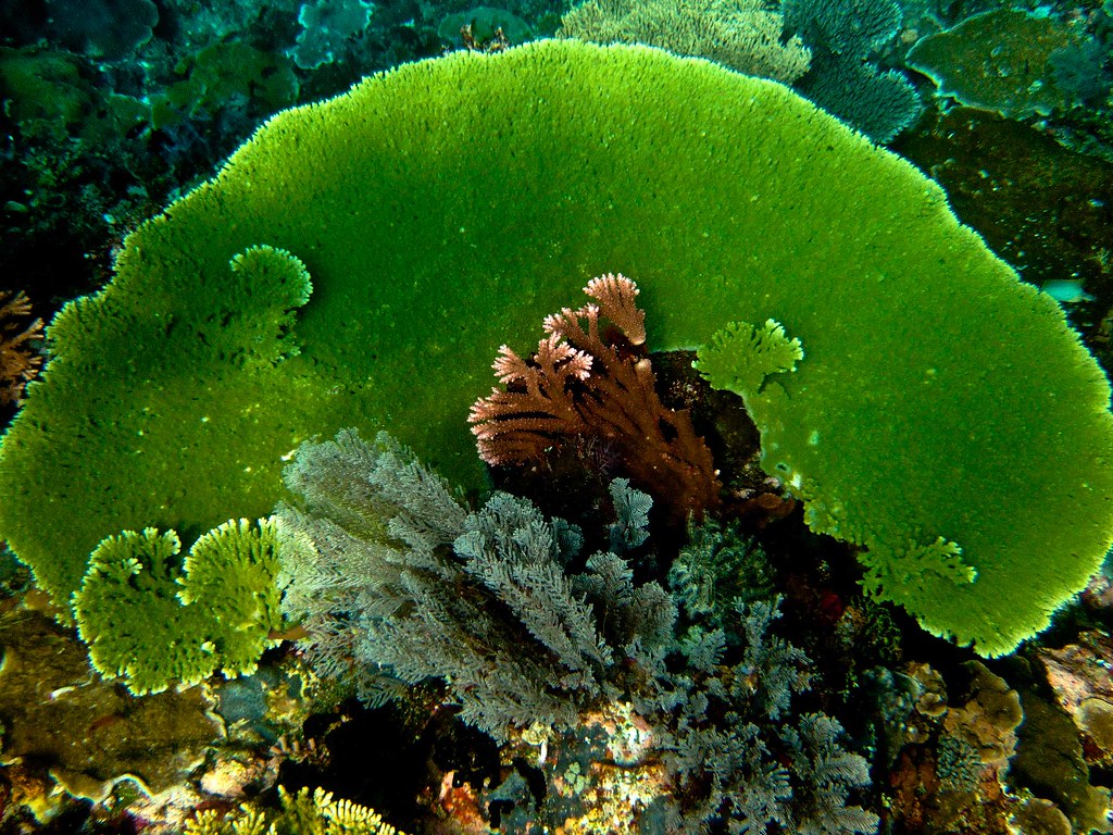 Plongée sous-marine en Indonésie